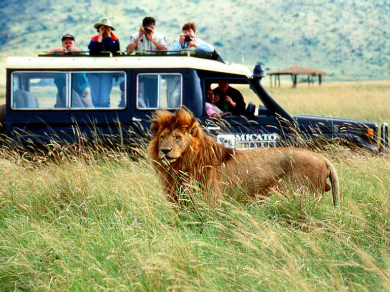 wildlife african safari game